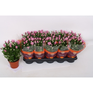 CHRYS BREEZE PINK