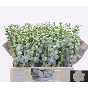 DELPH DU AURORA WHIT