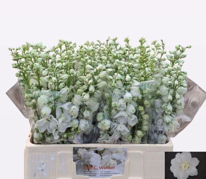 <h4>DELPH DU AURORA WHIT</h4>