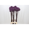 Allium  'Summer Drummer'