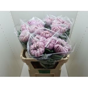 CHR G VIENNA PINK