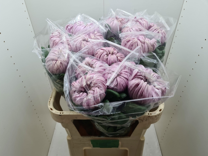 <h4>CHR G VIENNA PINK</h4>