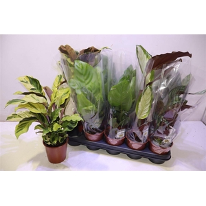 arr8 Calat Gem 4 Srt