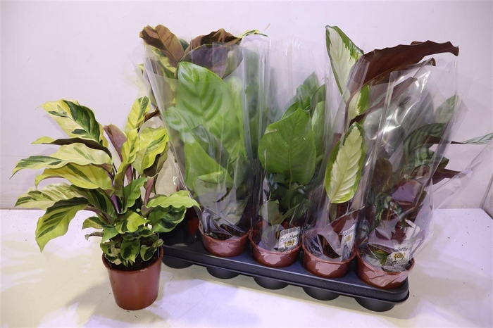 <h4>arr8 Calat Gem 4 Srt</h4>