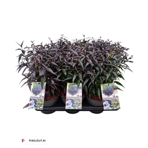 Strobilanthes ani. Brunetthy