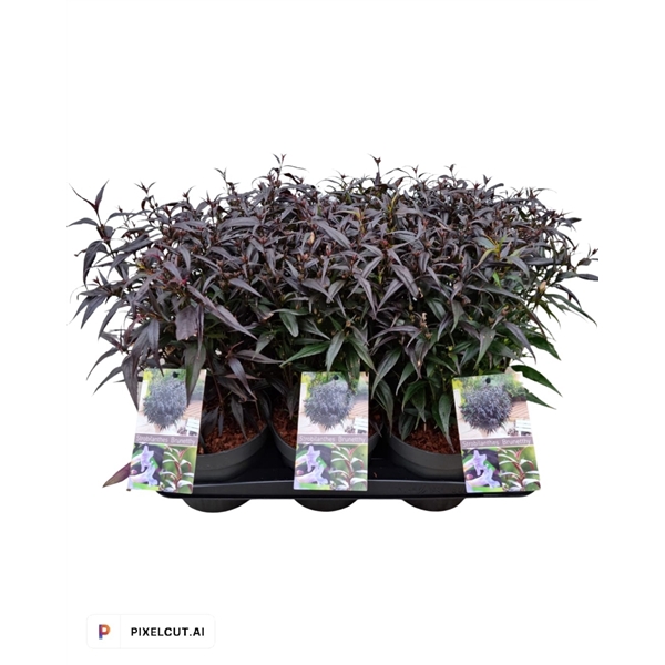 Strobilanthes ani. Brunetthy