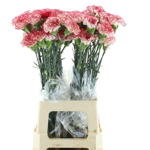 Di St Col Sorriso Bicolor Red