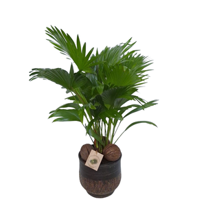 Livistona in Shirley brown D19