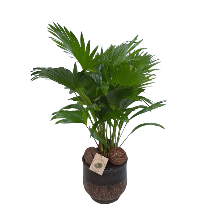 <h4>Livistona in Shirley brown D19</h4>