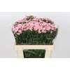 Dianthus Br Am Earl