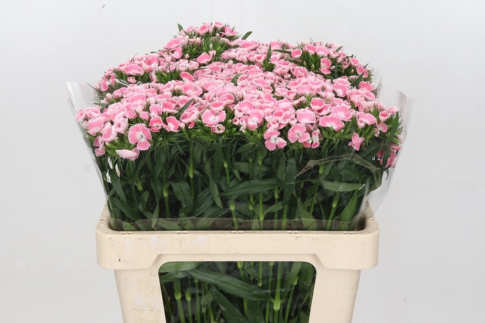 <h4>Dianthus Br Am Earl</h4>