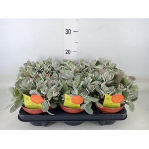 Kalanchoe NF pumila