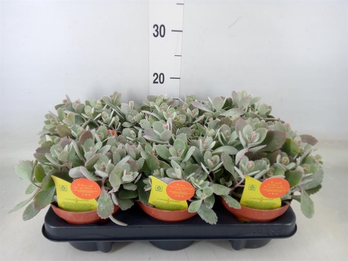 <h4>Kalanchoe NF pumila</h4>