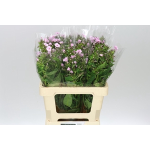 Phlox P Sweet Lexy Pink