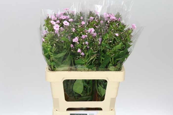 <h4>Phlox P Sweet Lexy Pink</h4>