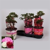 Paeonia gemengd
