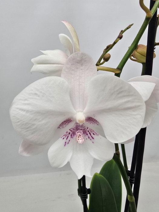 <h4>Limited14week 19</h4>