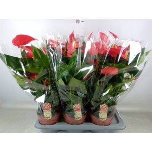 Anthurium andr. 'Felicita'