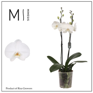 Phalaenopsis Ural 2 spike - 12cm | Mimesis