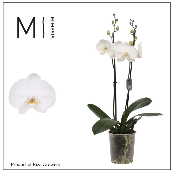 <h4>Mimesis Phal. Ural - 2 spike 12cm</h4>