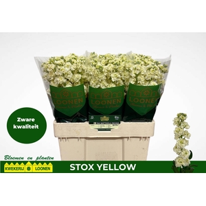 MATTH STOX YELLOW