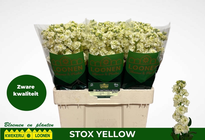 <h4>MATTH STOX YELLOW</h4>