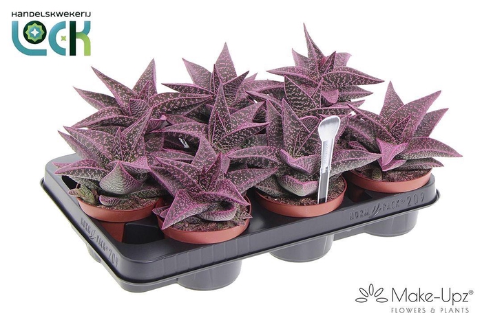<h4>GASTERALOE AVEO</h4>