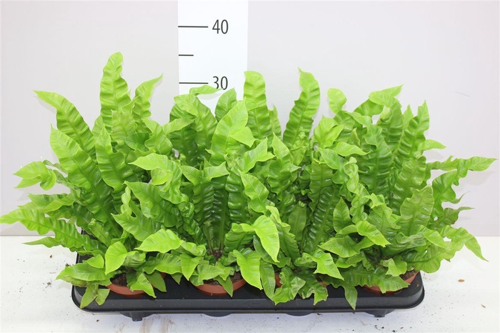 <h4>Asplenium Crispy Wave</h4>