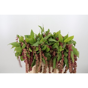 Amaranthus - Caudatus Mira