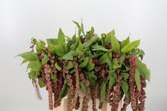 <h4>Amaranthus - Caudatus Mira</h4>