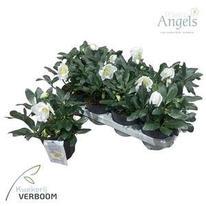 Helleborus Verboom Shining Star p13 medium