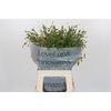 Chasmanthium Green