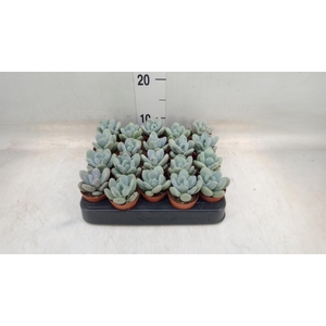 Pachyphytum oviferum