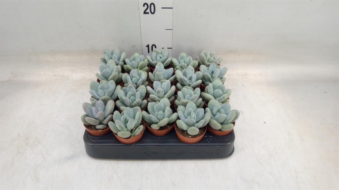 <h4>Pachyphytum oviferum</h4>