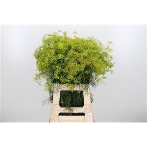 ANETHUM GRAVEOLENS