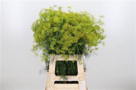 <h4>ANETHUM GRAVEOLENS</h4>