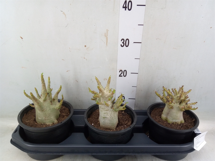 <h4>Adenium NB 'Ansu Baobab'</h4>