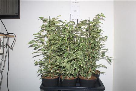 <h4>Fic Be Twilight</h4>