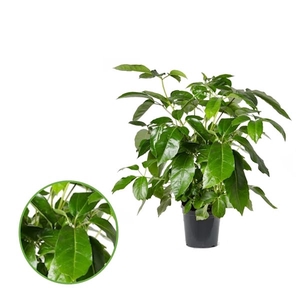 Schefflera Actinophylla