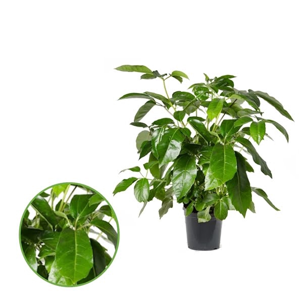 <h4>Schefflera Actinophylla</h4>