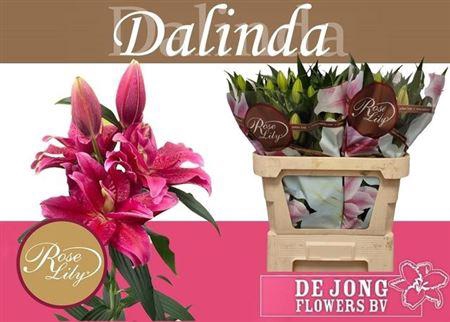 <h4>Li Or Du Rl Dalinda</h4>