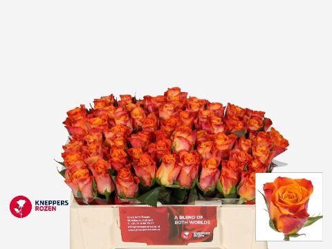 <h4>R GR MARIYO! 30</h4>