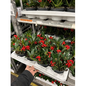 SKIM JA OBERRIES RED