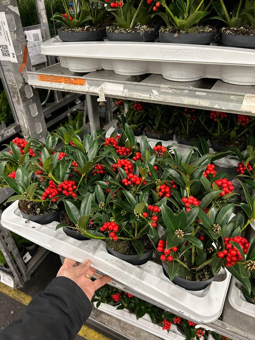 <h4>SKIM JA OBERRIES RED</h4>