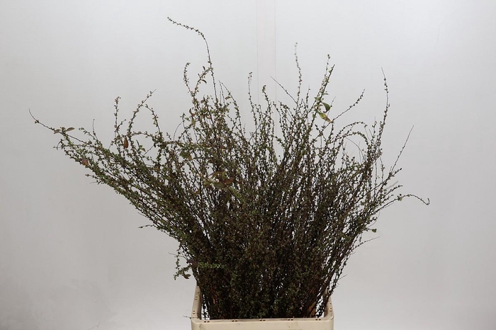 <h4>Fontanesia Pink</h4>