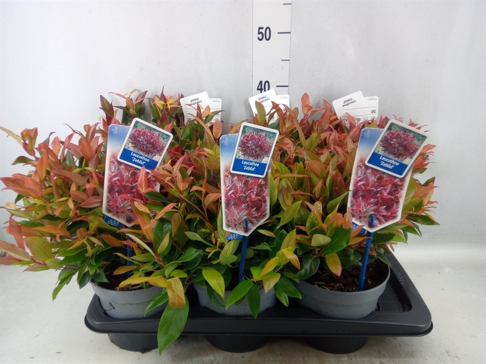 <h4>Leucothoe axillaris 'Zeblid'</h4>