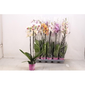 PHAL GEM 5 KL