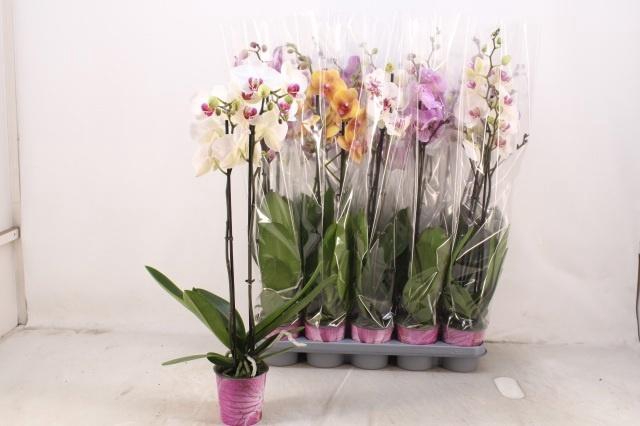 <h4>PHAL GEM 5 KL</h4>
