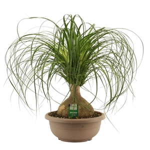Beaucarnea bol 30 cm