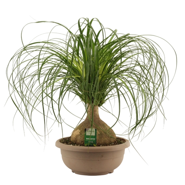<h4>Beaucarnea bol 30 cm</h4>